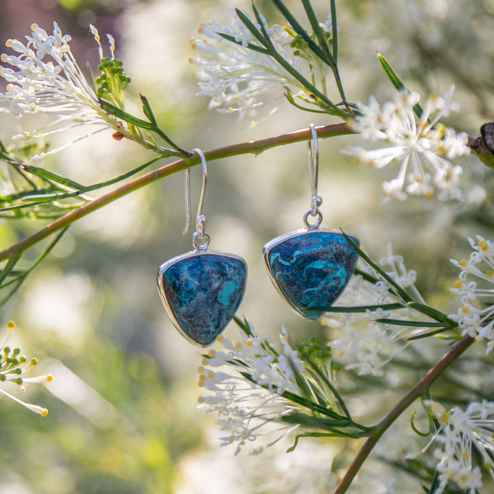Shattuckite Earrings set in Sterling Silver